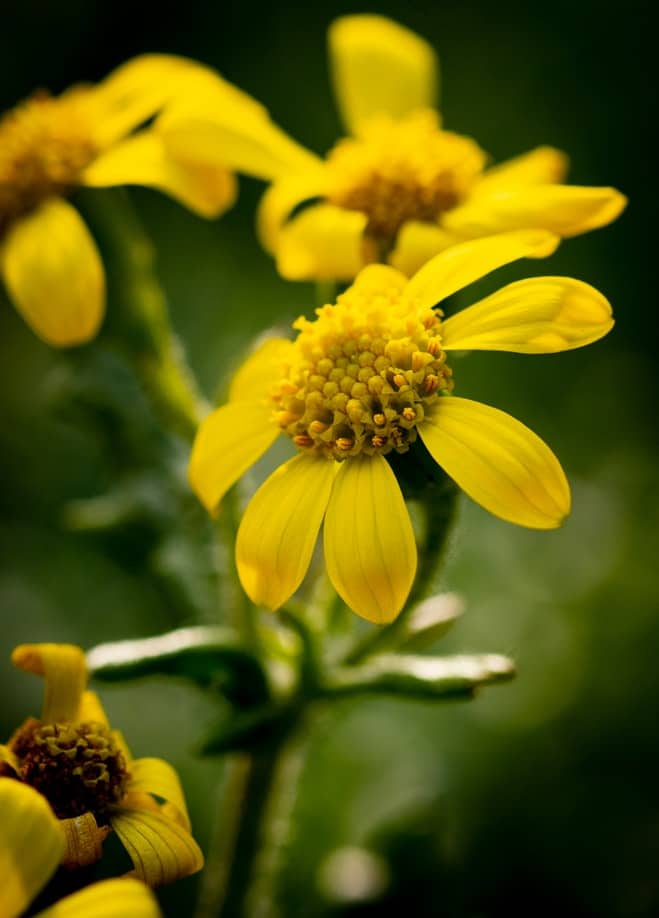 Yellow flowers.