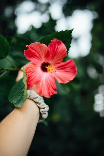 A red flower being held outside.