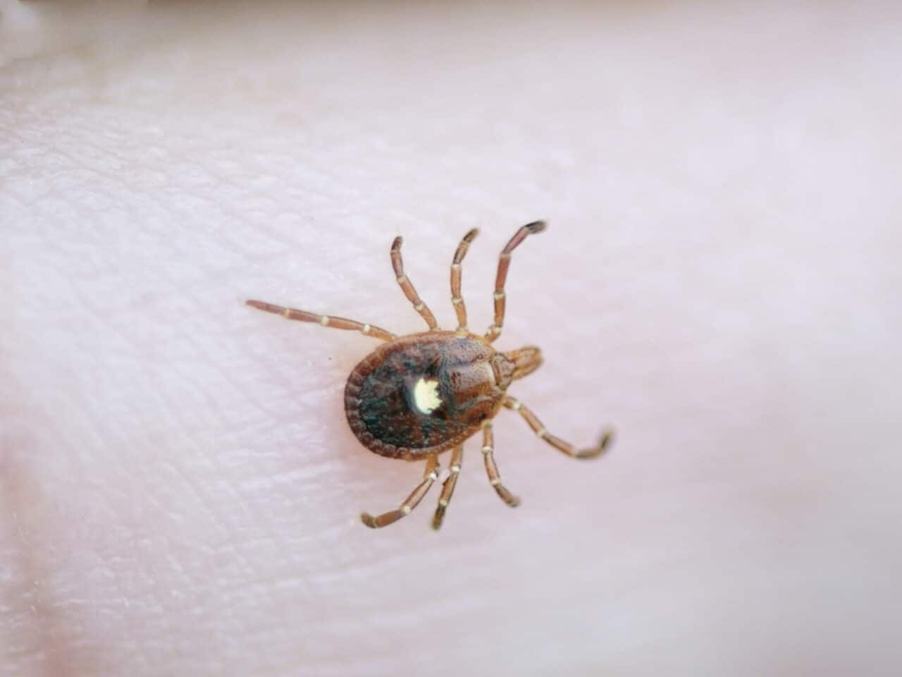 a lone star tick sits on the palm of someone's hand