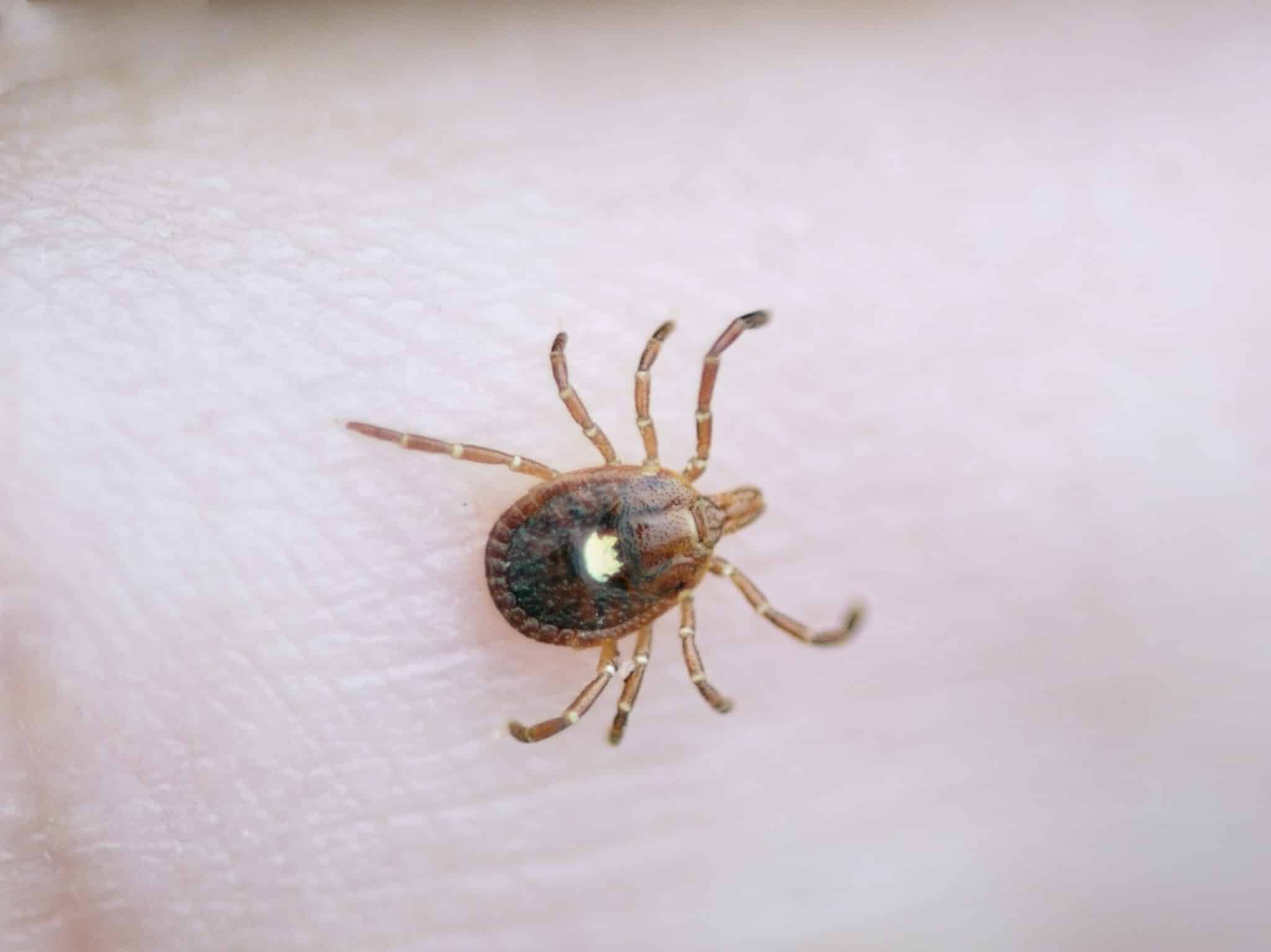 Rising Incidence of Alpha-Gal Syndrome: The Lone Star Tick Meat Allergy ...